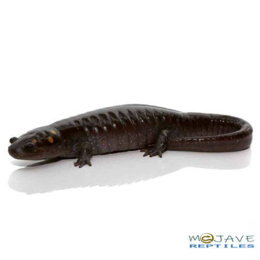 PATTERNLESS SPOTTED SALAMANDERS FOR SALE - Image 4
