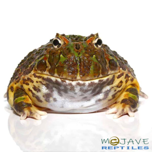 ADULT ORNATE PACMAN FROGS FOR SALE - Image 2