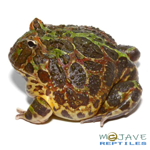 ADULT ORNATE PACMAN FROGS FOR SALE - Image 3