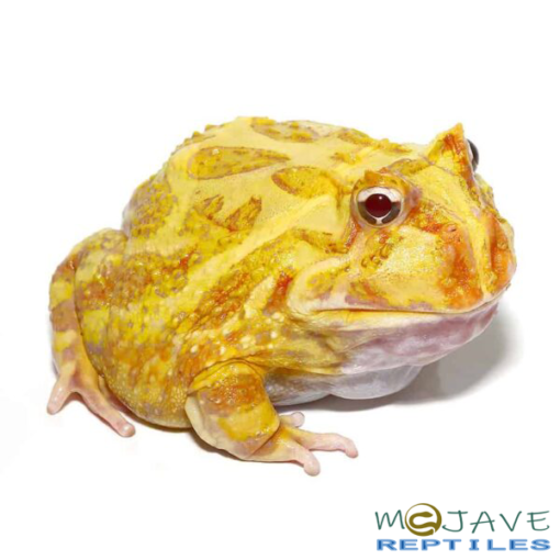 ALBINO PACMAN FROGS FOR SALE