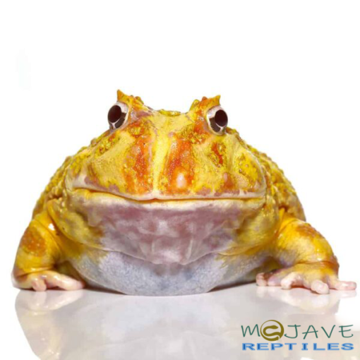 ALBINO PACMAN FROGS FOR SALE - Image 2