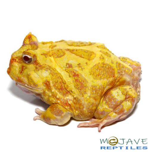 ALBINO PACMAN FROGS FOR SALE - Image 3
