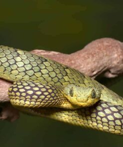 AN ADULT BANDED GREEN SQUAMIGERA BUSH VIPER FOR SALE