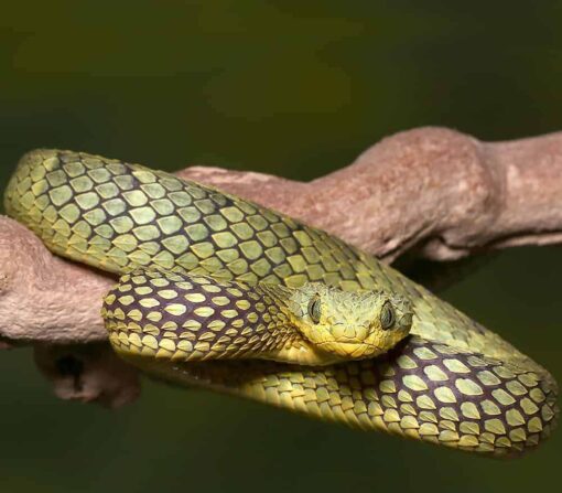 AN ADULT BANDED GREEN SQUAMIGERA BUSH VIPER FOR SALE