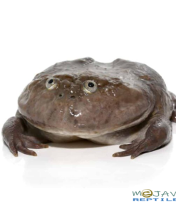SUB-ADULT BUDGETT'S FROGS FOR SALE
