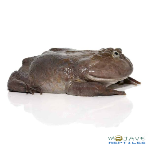 SUB-ADULT BUDGETT'S FROGS FOR SALE - Image 2