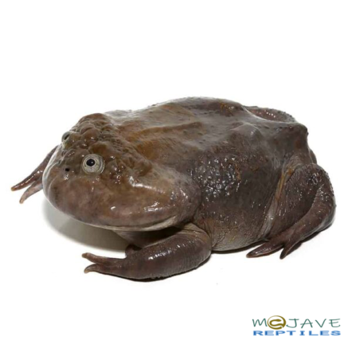 SUB-ADULT BUDGETT'S FROGS FOR SALE - Image 3