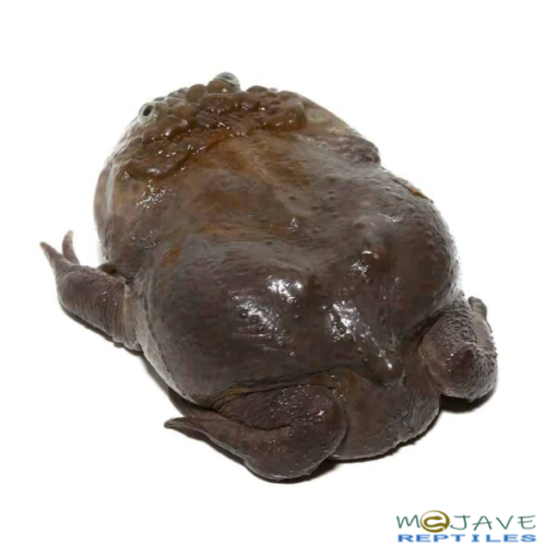 SUB-ADULT BUDGETT'S FROGS FOR SALE - Image 4