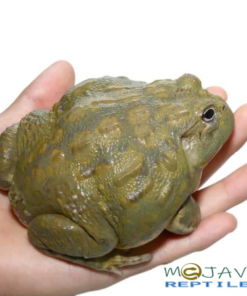 ADULT MALE GIANT PIXIE FROGS FOR SALE