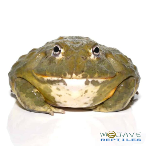 ADULT MALE GIANT PIXIE FROGS FOR SALE - Image 2