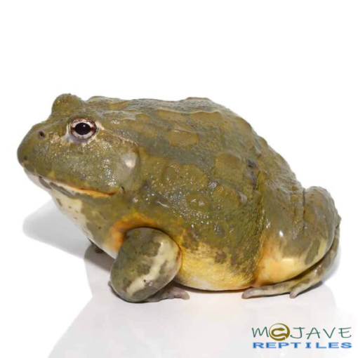 ADULT MALE GIANT PIXIE FROGS FOR SALE - Image 3