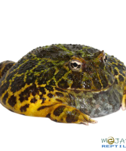 ADULT GREEN LEOPARD PACMAN FROG FOR SALE