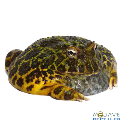 ADULT GREEN LEOPARD PACMAN FROG FOR SALE