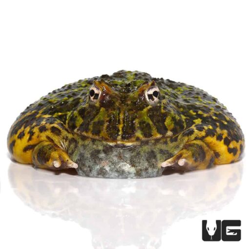 ADULT GREEN LEOPARD PACMAN FROG FOR SALE - Image 2