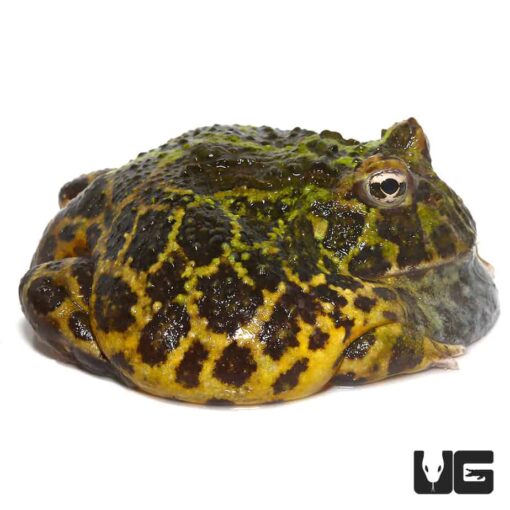 ADULT GREEN LEOPARD PACMAN FROG FOR SALE - Image 3