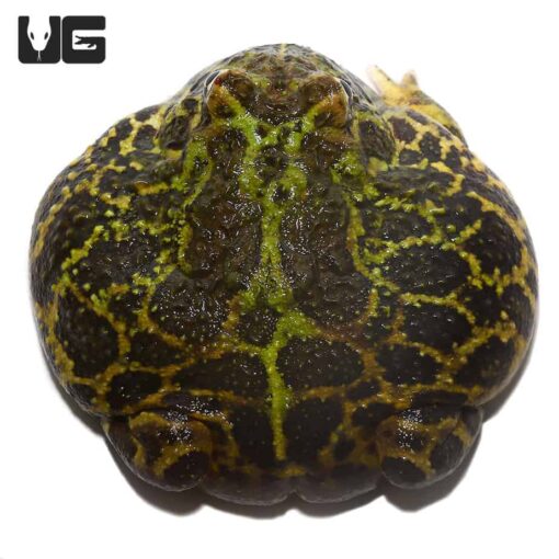 ADULT GREEN LEOPARD PACMAN FROG FOR SALE - Image 4