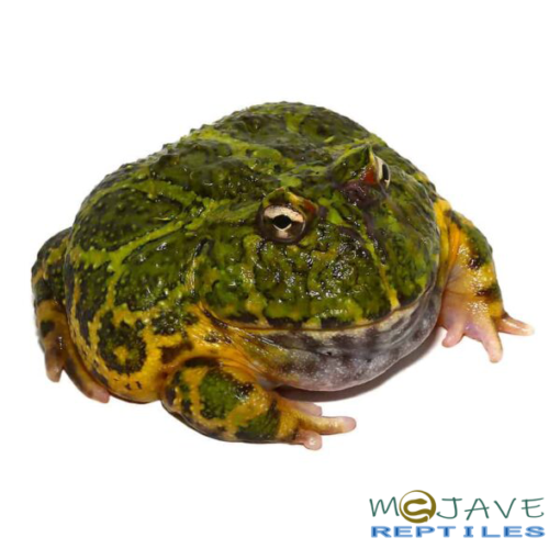 GREEN ORNATE DRAGON WING PACMAN FROGS FOR SALE