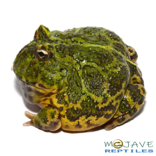GREEN ORNATE DRAGON WING PACMAN FROGS FOR SALE - Image 2