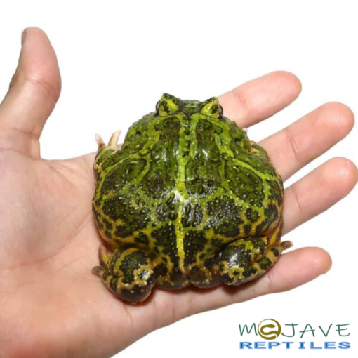 GREEN ORNATE DRAGON WING PACMAN FROGS FOR SALE - Image 3