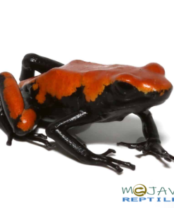 ADULT ORANGE SPLASHBACK DART FROGS FOR SALE