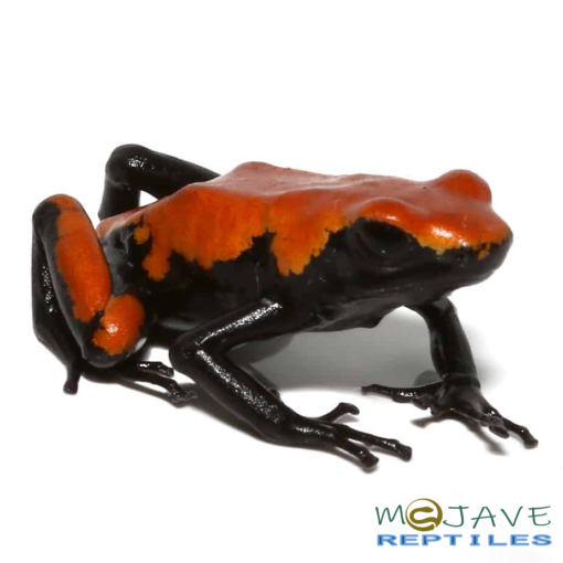 ADULT ORANGE SPLASHBACK DART FROGS FOR SALE