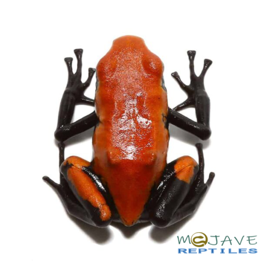 ADULT ORANGE SPLASHBACK DART FROGS FOR SALE - Image 2