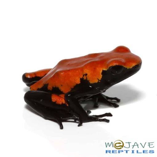 ADULT ORANGE SPLASHBACK DART FROGS FOR SALE - Image 3