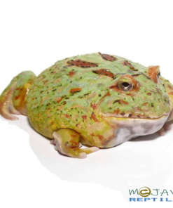 ADULT MATCHA PACMAN FROGS FOR SALE