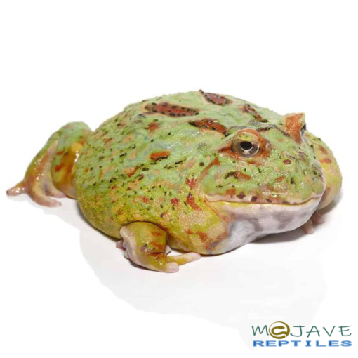 ADULT MATCHA PACMAN FROGS FOR SALE