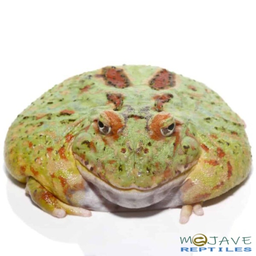 ADULT MATCHA PACMAN FROGS FOR SALE - Image 2