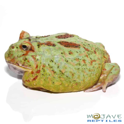 ADULT MATCHA PACMAN FROGS FOR SALE - Image 3