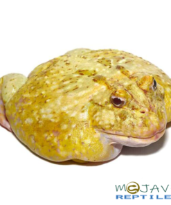 KEYLIME PACMAN FROGS FOR SALE