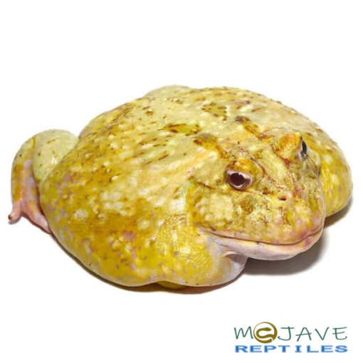 KEYLIME PACMAN FROGS FOR SALE