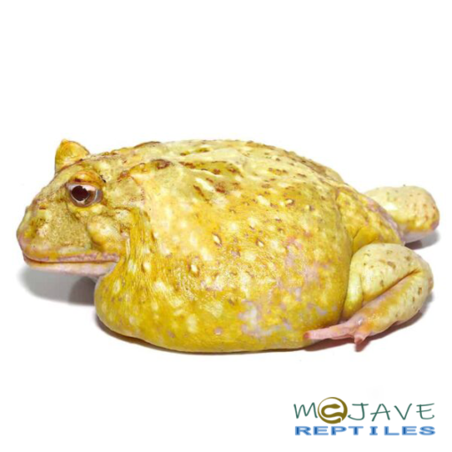KEYLIME PACMAN FROGS FOR SALE - Image 3