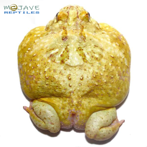 KEYLIME PACMAN FROGS FOR SALE - Image 4