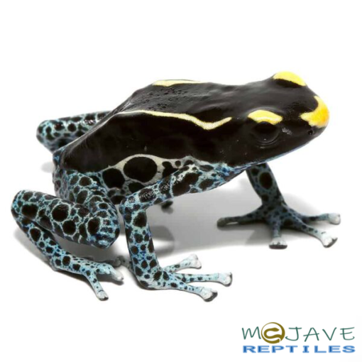 ADULT POWDER Gray TINCTORIUS DART FROGS FOR SALE