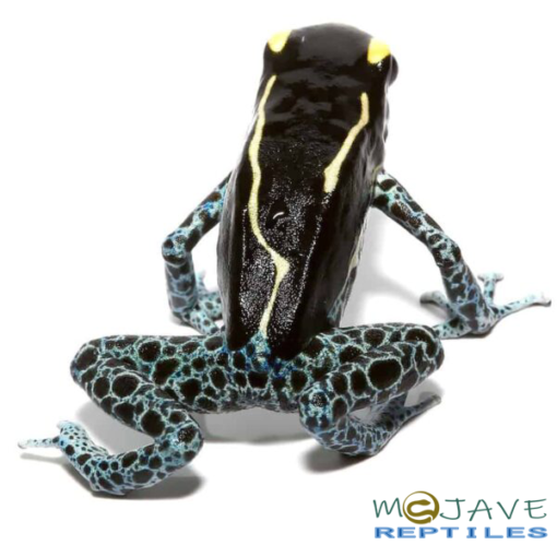 ADULT POWDER Gray TINCTORIUS DART FROGS FOR SALE - Image 2
