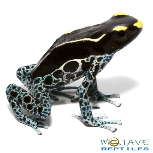 ADULT POWDER Gray TINCTORIUS DART FROGS FOR SALE - Image 3