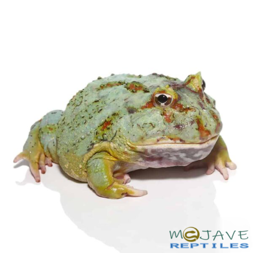 ADULT SAMURAI BLUE PACMAN FROGS FOR SALE