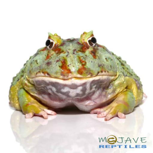 ADULT SAMURAI BLUE PACMAN FROGS FOR SALE - Image 2