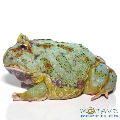 ADULT SAMURAI BLUE PACMAN FROGS FOR SALE - Image 3