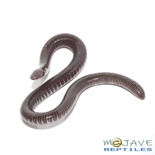 GABOON CAECILIANS FOR SALE