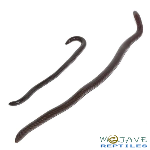 GABOON CAECILIANS FOR SALE - Image 2