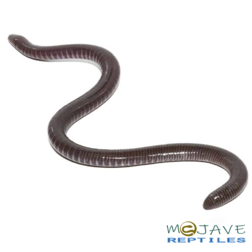 GABOON CAECILIANS FOR SALE - Image 3