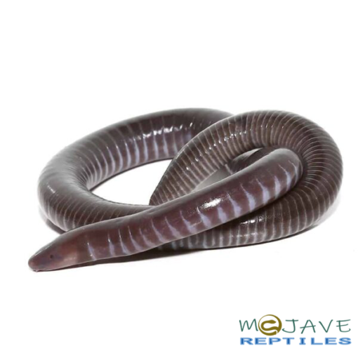 GABOON CAECILIANS FOR SALE - Image 4