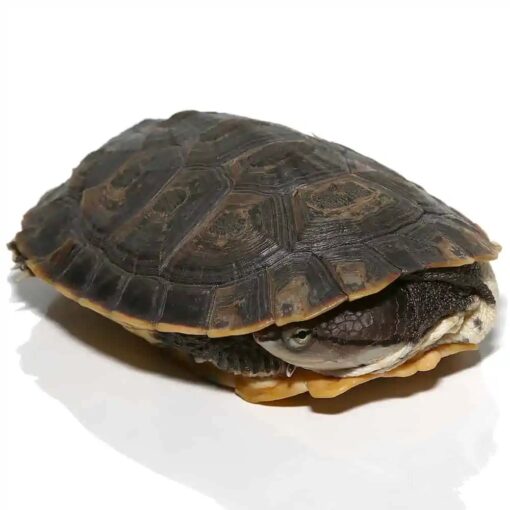 ARGENTINE SIDENECK TURTLES FOR SALE - Image 2