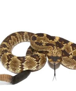 ARIZONA BLACKTAIL RATTLESNAKE FOR SALE