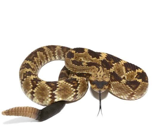 ARIZONA BLACKTAIL RATTLESNAKE FOR SALE