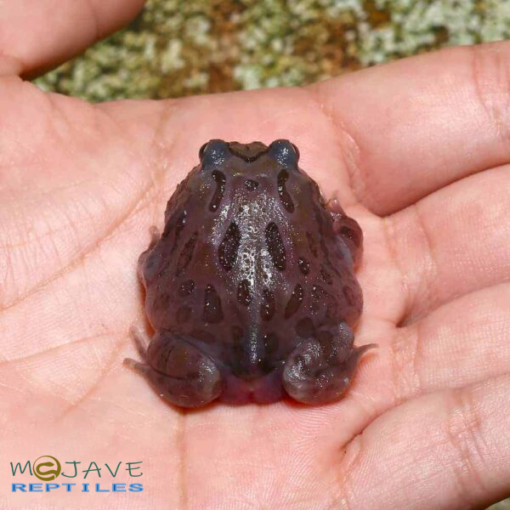 MUTANT BLACK HOLE PACMAN FROGS FOR SALE - Image 3