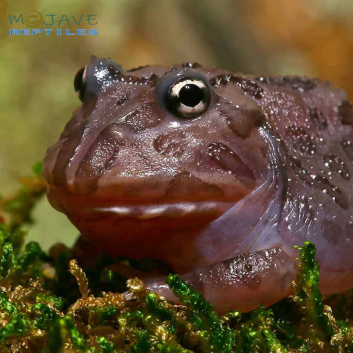 MUTANT BLACK HOLE PACMAN FROGS FOR SALE - Image 2